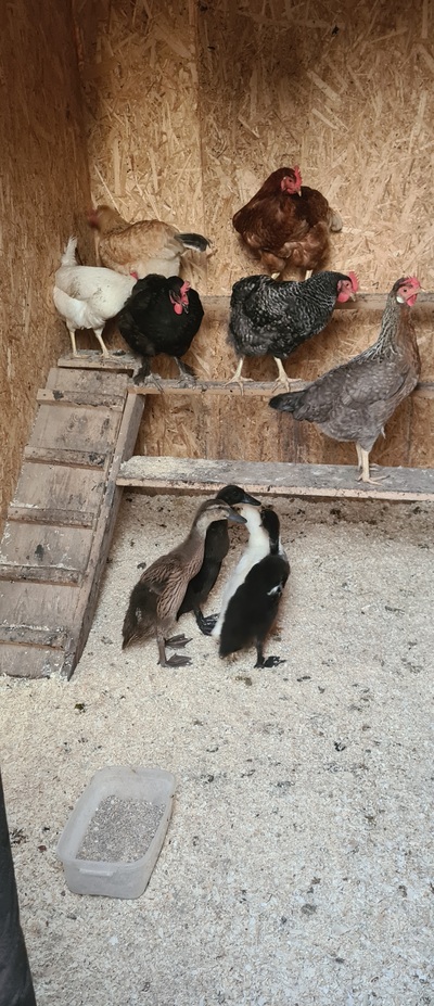 ����������� � �����������