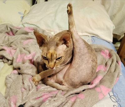 Иллюстрация к комментарию