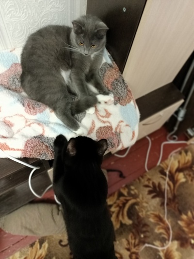 ����������� � �����������