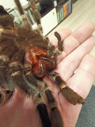 Иллюстрация к комментарию