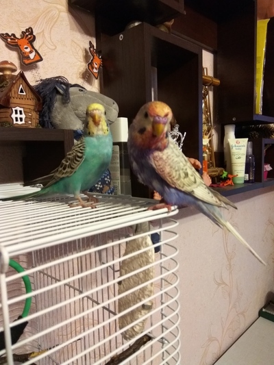 ����������� � �����������