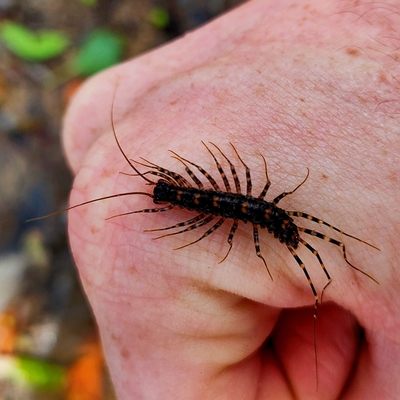 Èëëþñòðàöèÿ ê êîììåíòàðèþ