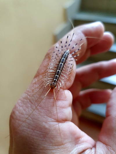 Èëëþñòðàöèÿ ê êîììåíòàðèþ