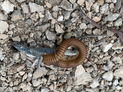 Èëëþñòðàöèÿ ê êîììåíòàðèþ