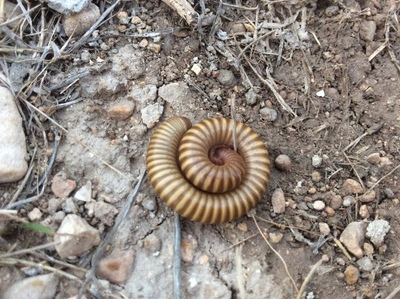 Èëëþñòðàöèÿ ê êîììåíòàðèþ