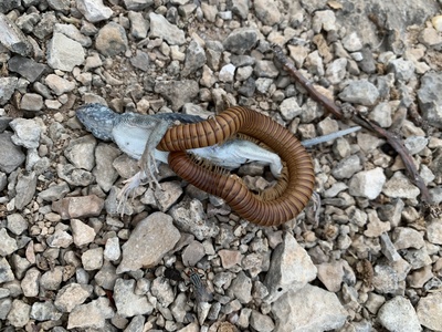 Èëëþñòðàöèÿ ê êîììåíòàðèþ