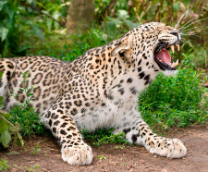 ���������������� �������