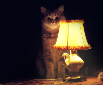 ������ ����� ����