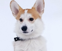 ��� "�����"