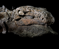 �������