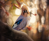 ���������