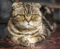 ����� ��� ��������