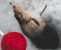 ����� ����.