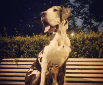 ������ ���