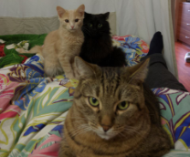 ��� ���� :)