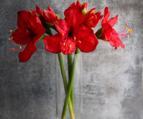 ������������ ����� �� ���������� �����