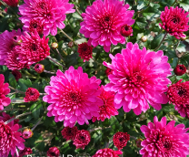 ��� ����