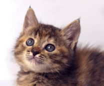 �������, �����, �����, �����