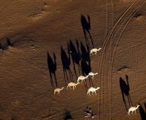 �������� ��������