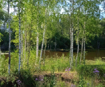 ����������� (������)