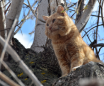 ��������� � ���