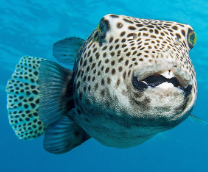 ������� ���������