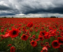 ����� ��� �������