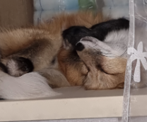 ������� ��������� ����