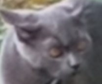 ������ �����