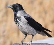 ������������ ���������� �� ��������