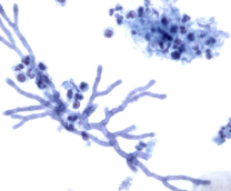 ��������. �����������