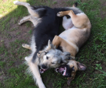 ��� ������