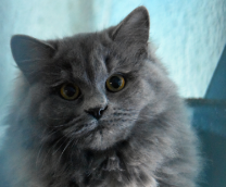 �� ��� ����