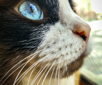 ������� �����