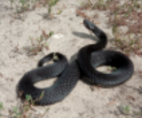 ������� � �������� ��������