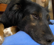 ��� � ������ �������� �� ������