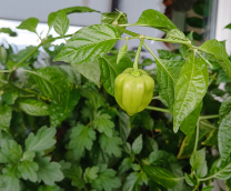 ������� ������