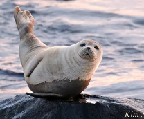 ����� �������� � �� ��������