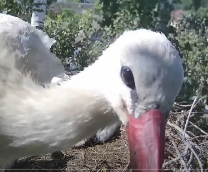 ������ ������ ������