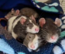 ������ � ��������