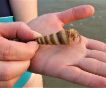 ��� �� � �����.