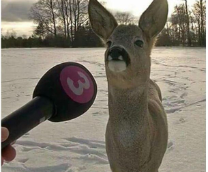 ��������� �������