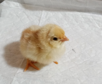 �� ���� ������- ������ ���� "������"