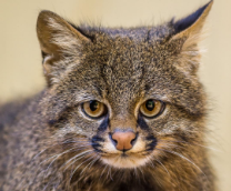 ���������������� �����