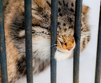 ����� �� ��������