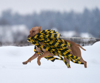 ������� � ��������