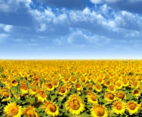 ������ � ������� �������������� ����