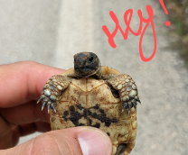 ����� ��������