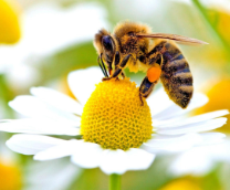 �����- ������ �������