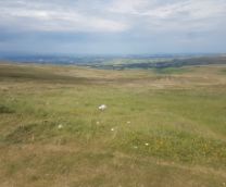 ����, ������